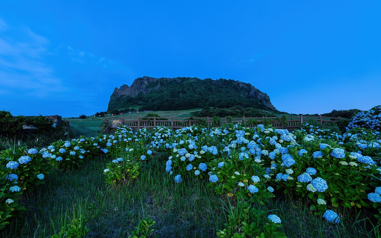 濟州城山日出峰與繡球花景觀