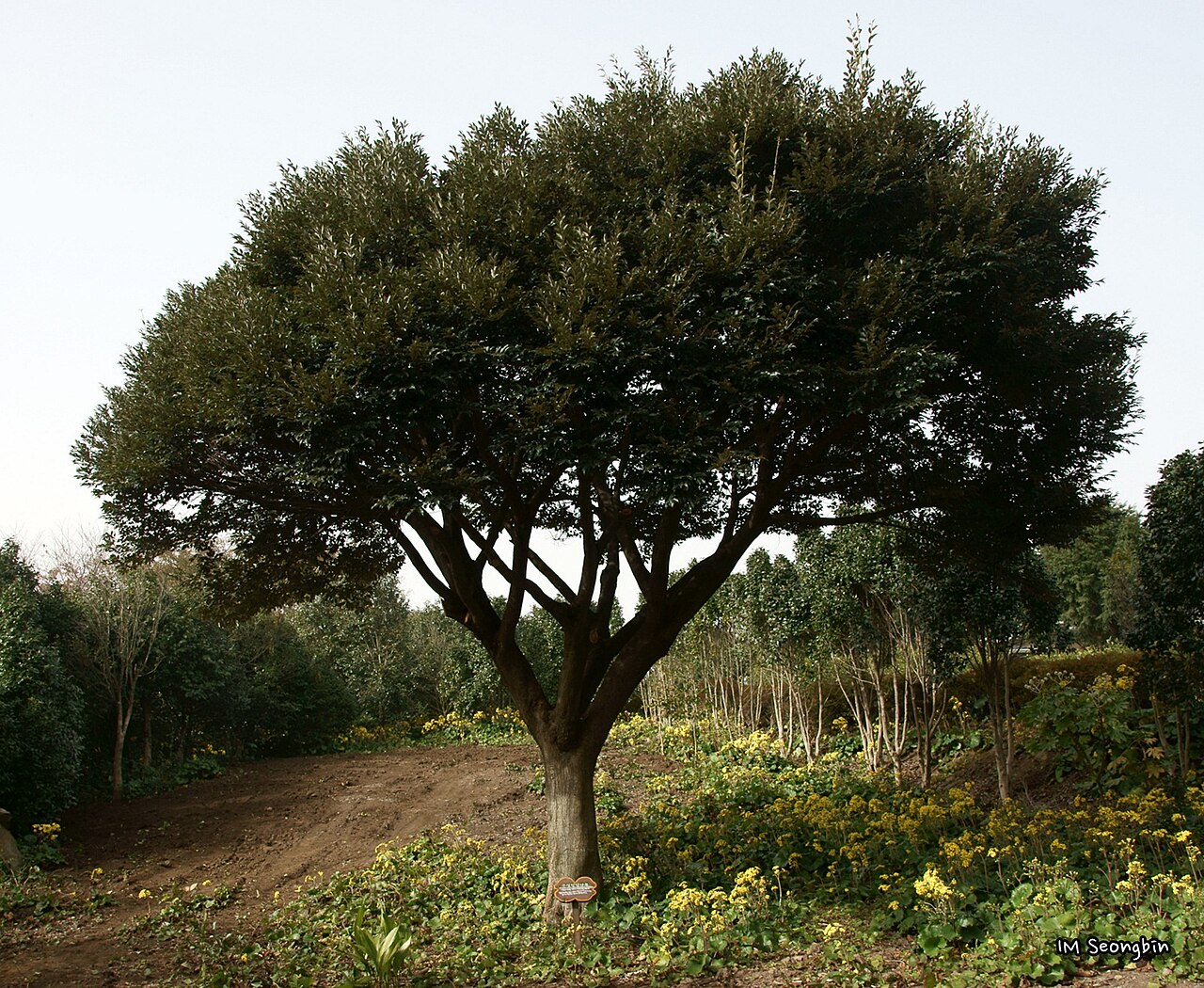 濟州 Camellia Hill 園內樹木